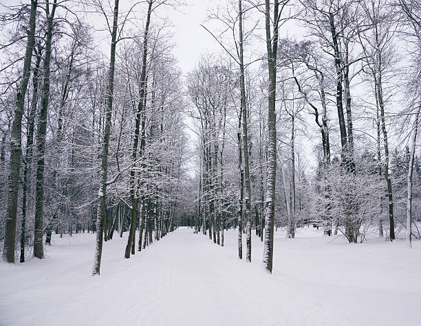 istock Winter park in the evening 495988912