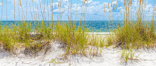 istock sunny beach with sand dunes and blue sky 495989174
