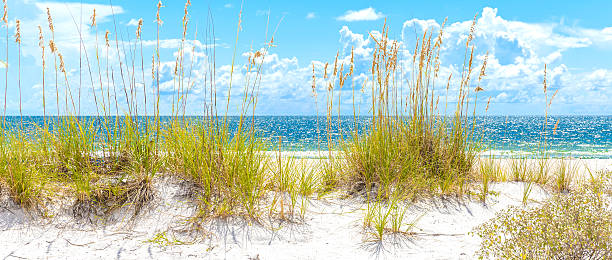 istock sunny beach with sand dunes and blue sky 495989266