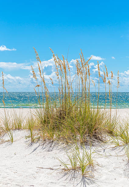 istock sunny beach with sand dunes and blue sky 495989408