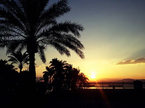 sunset with palm tree and red-sea view