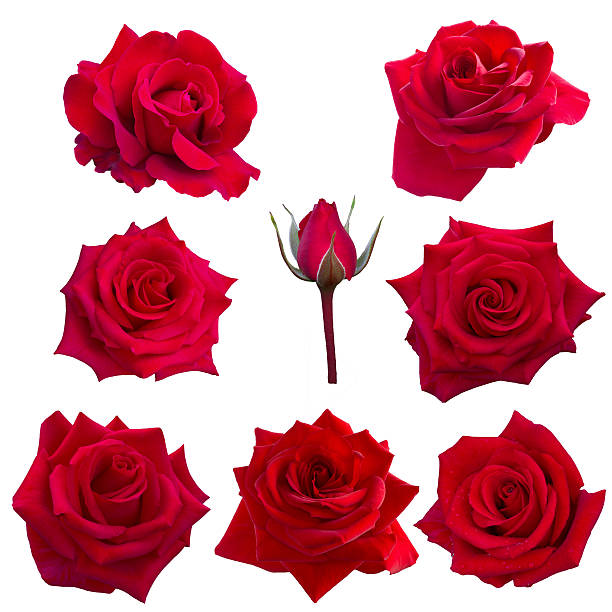 istock collage of eight red roses 496025496