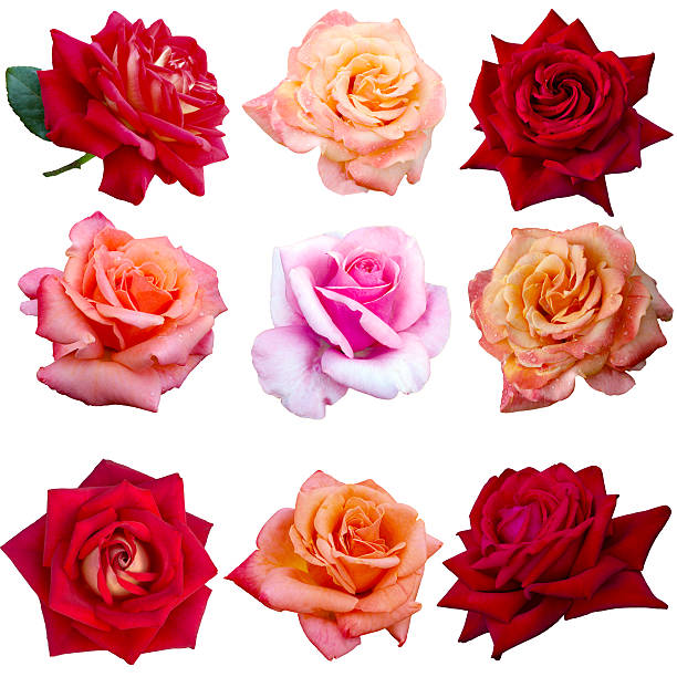 istock collage of eight red roses 496025830