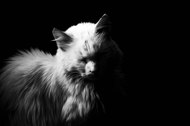 istock Turkish Angora - Ankara Kedisi 496025902