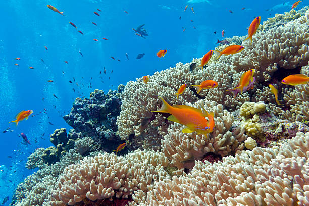 istock coral reef with hard corals in tropical sea, underwater 496026392
