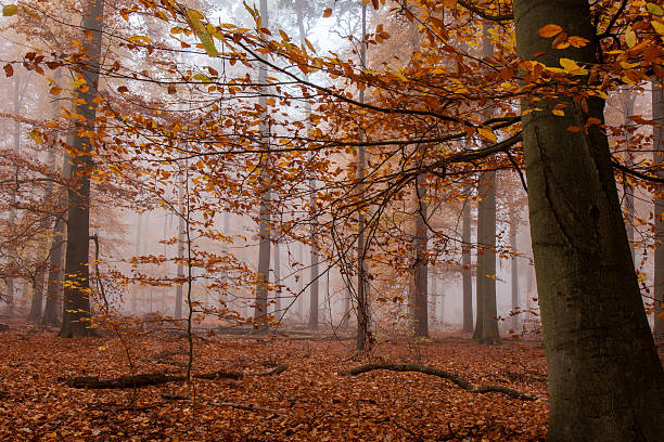 istock Autumn forest in the fog 496026586