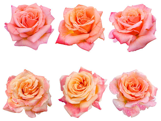 istock collage of six pink roses 496027124