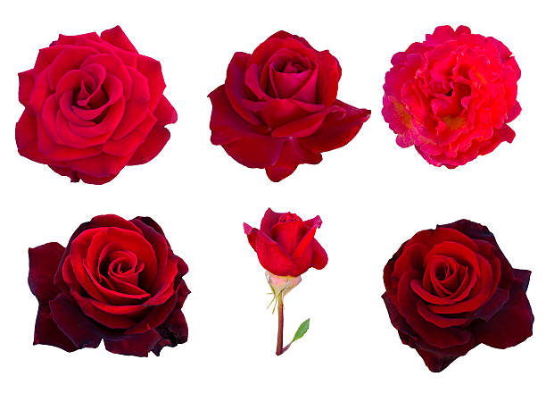 istock collage of six red roses 496027250
