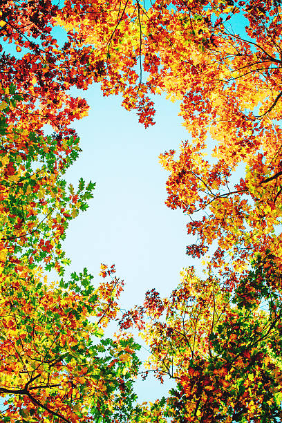 istock Autumn in the woods 496027490