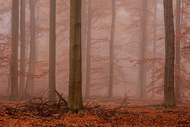 istock Trees and autumn foliage in the fog 496027572
