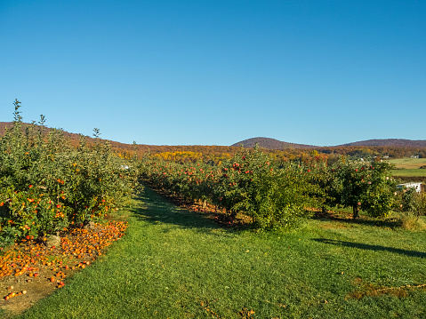 View of an apple orchard  with ripe apples autumn colors in the mountains in the distance.