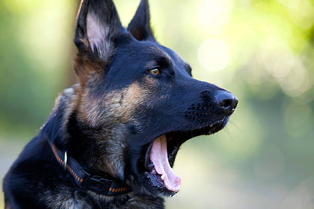 istock funny dog ​​yawning 496028240