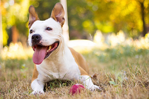 istock Playful dog in the park 496028636
