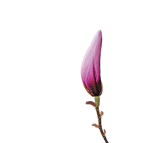 istock Pink magnolia flower bud 496028748
