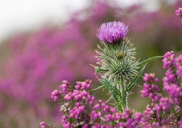 Thistle on a Heather covered hillside Scottish Thistle on a Heather covered hillside. Scottish Thistle stock pictures, royalty-free photos & images