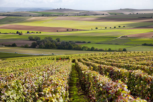 istock Burgundy region 496030476