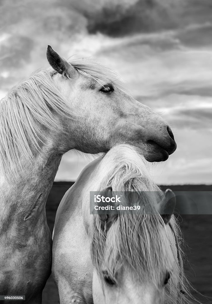 Scottish de chevaux - Photo de Cheval libre de droits