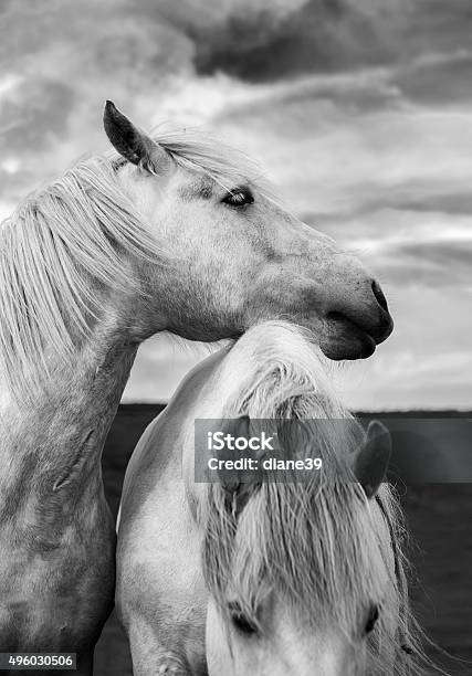 Scottish Horses Stock Photo - Download Image Now - Horse, Photography, Black And White