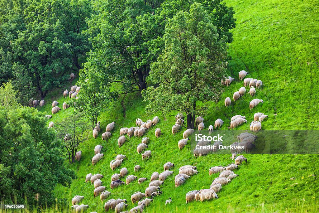 Bandada de sheeps en hills - Foto de stock de Agricultura libre de derechos