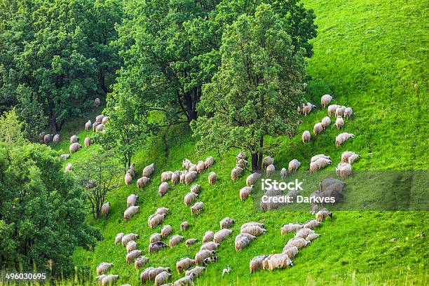 Bandada De Sheeps En Hills Foto de stock y más banco de imágenes de Agricultura - Agricultura, Aire libre, Animal