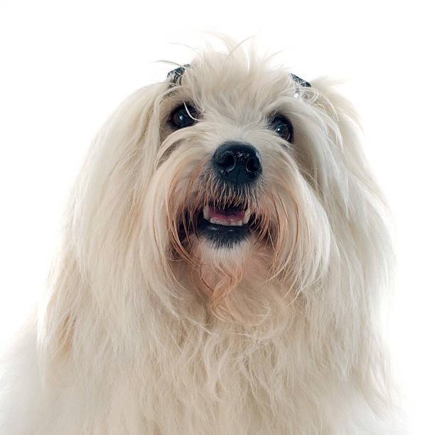 tulear cotton coton de tulear in front of white background coton de tulear stock pictures, royalty-free photos & images