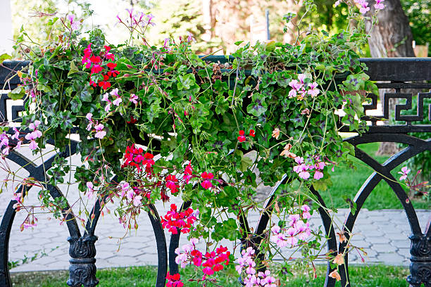 istock Petunia Flowers In Hanged Flower Pot 496031778