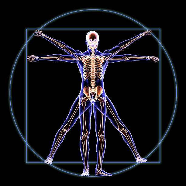 vitruvian 스켈레톤 남자 해부 - human bone anatomy x ray image human skeleton 뉴스 사진 이미지