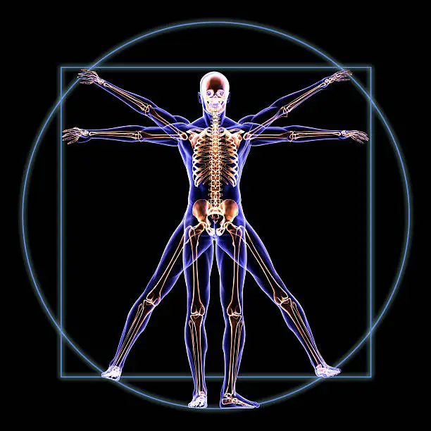 Photo of Vitruvian Skeleton Man Anatomy