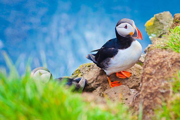 schöne lebendige bild von atlantic papageientaucher auf latrabjarg cliffs - papageitaucher stock-fotos und bilder