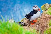 Beautiful vibrant picture of Atlantic Puffins on Latrabjarg cliffs