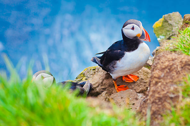 Beautiful vibrant picture of Atlantic Puffins on Latrabjarg cliffs Beautiful vibrant picture of Atlantic Puffins on Latrabjarg cliffs - western-most part of Europe and Europe's largest bird cliff, Iceland puffin photos stock pictures, royalty-free photos & images