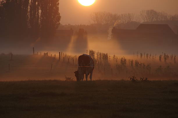 istock Grazing cow in the morning dew 496032010