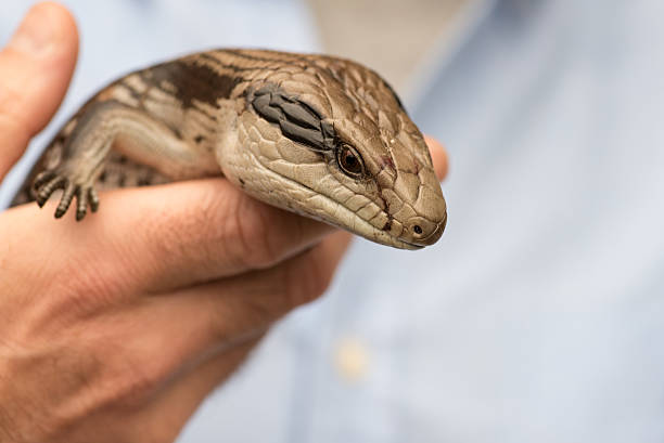 istock Blue tongued lizard, Sydney, Australia 496032206