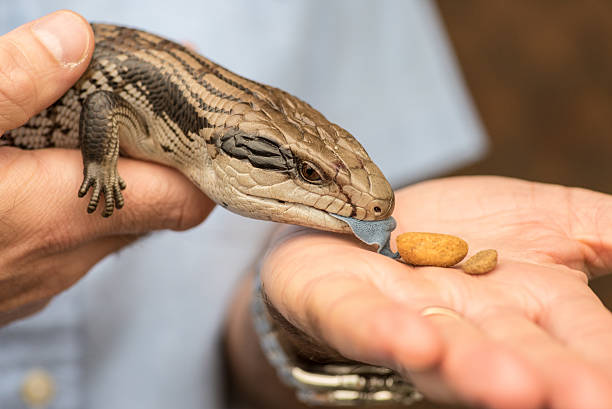 istock Blue tongued lizard, Sydney, Australia 496032402