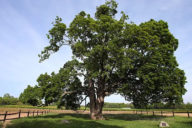 the comfort maple tree, said to be 530 yrs old, the oldest sugar maple tree in Canada