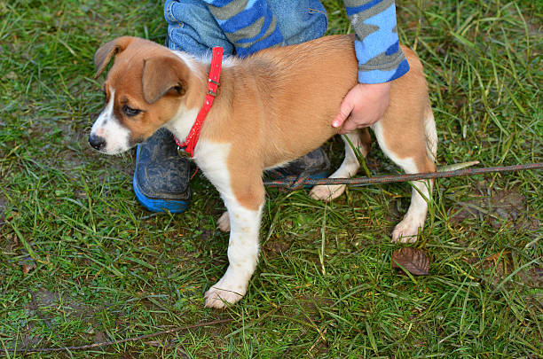 istock Child holds a puppy dog 496033096