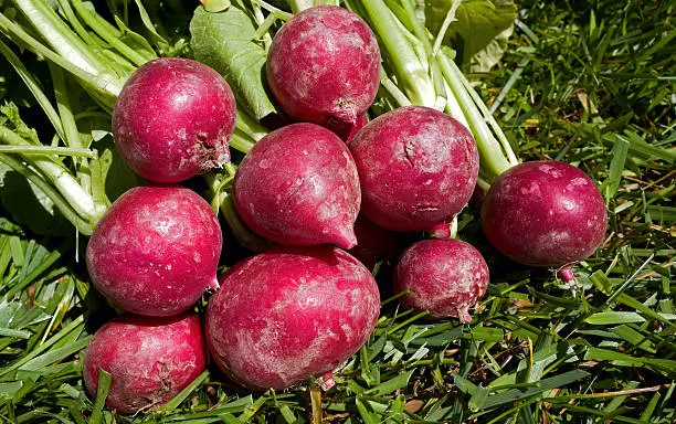 Radish is an edible root vegetable of the Brassicaceae family that was domesticated in Europe in pre-Roman times. They are grown and consumed throughout the world