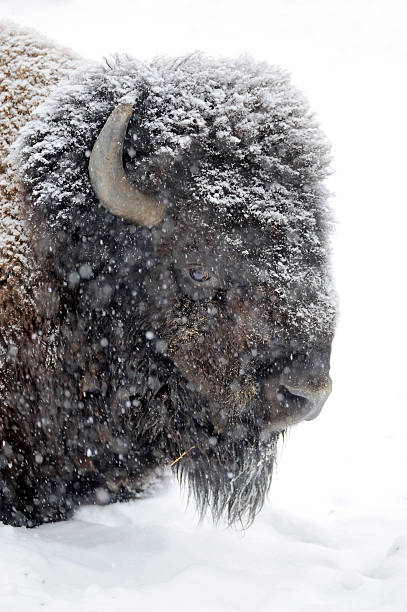 istock Bison portrait in winter 496033945