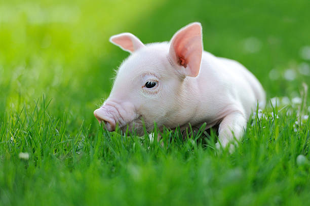 istock Young pig on a green grass 496034351