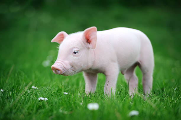 istock Young pig on a green grass 496034557