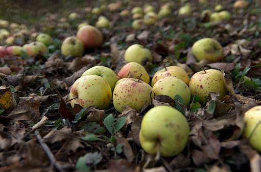 Low level view of wind-fallen apples from a wild apple tree along an old farm fence row. Selective focus on apples mid-way in image. Shallow depth-of-field creates nice dreamy effect on edges.