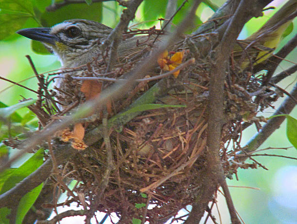 istock Small Bird in Nest - Close-up View 496035155