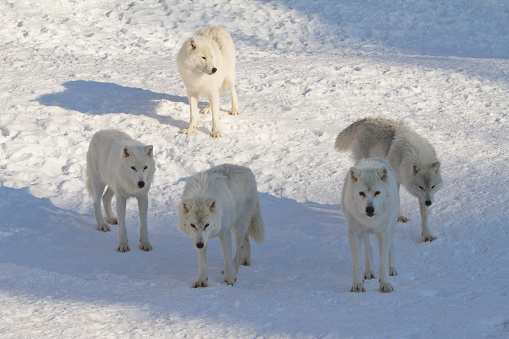 Five Arctic wolves on snow in Late Afternoon Sun (selective focus)