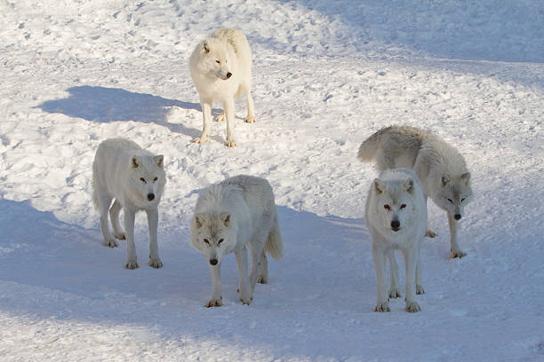 Five Arctic Wolves on Snow in Late Afternoon Sun stock photo