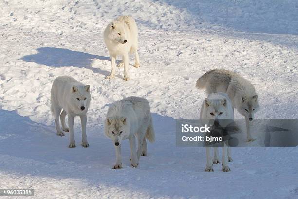 Five Arctic Wolves On Snow In Late Afternoon Sun Stock Photo - Download Image Now - Arctic Wolf, Canada, Snow