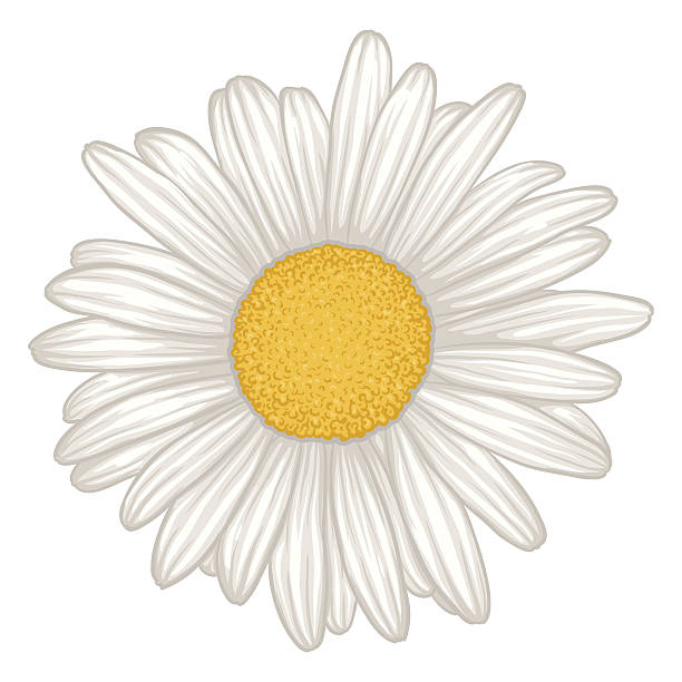 piękne białe kwiaty daisy odcięte. - chrysanthemum single flower flower pattern stock illustrations
