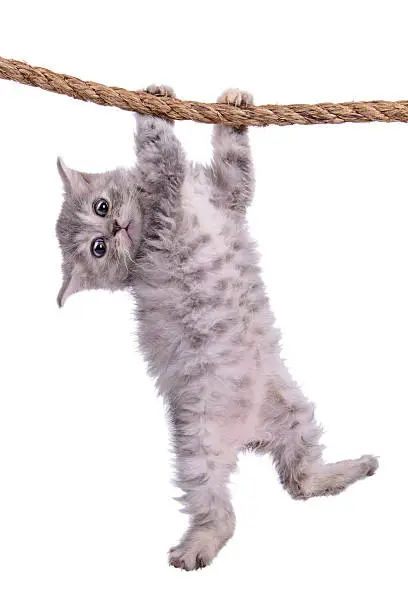 Photo of kitten with rope