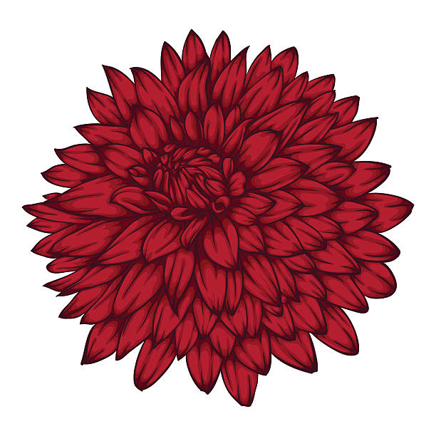 ilustraciones, imágenes clip art, dibujos animados e iconos de stock de una dalia rosa aislado sobre fondo blanco. - flower flourishes paint backgrounds