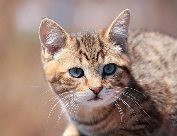 istock portrait of cat 496036501