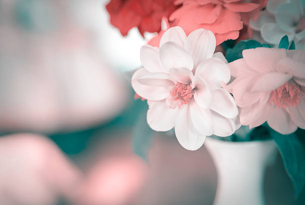Porcelain vase with Cosmos flowers. Color toned image. Selective soft focus with shallow depth of field. 